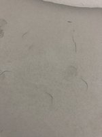 53577A19-74D0-49F3-970F-CC858713B152.jpeg