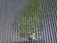 20081117243.jpg