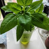 鑫源纤维素