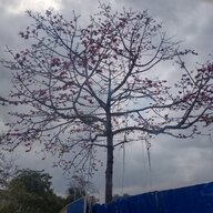 深山老汉